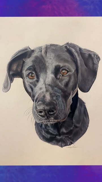 Detailed colored pencil portrait of a black dog